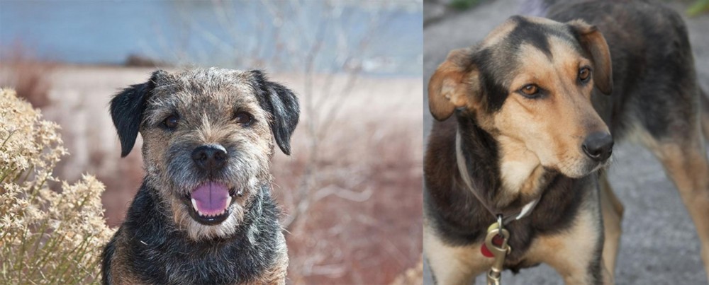 Huntaway vs Border Terrier - Breed Comparison