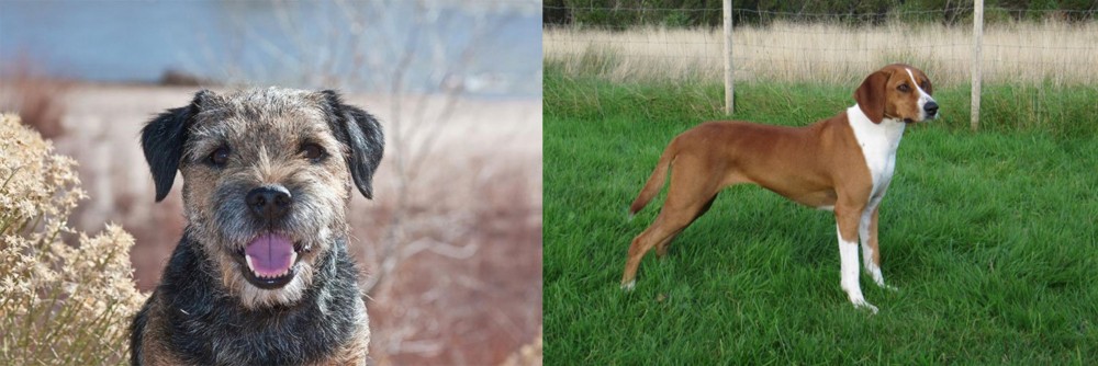 Hygenhund vs Border Terrier - Breed Comparison
