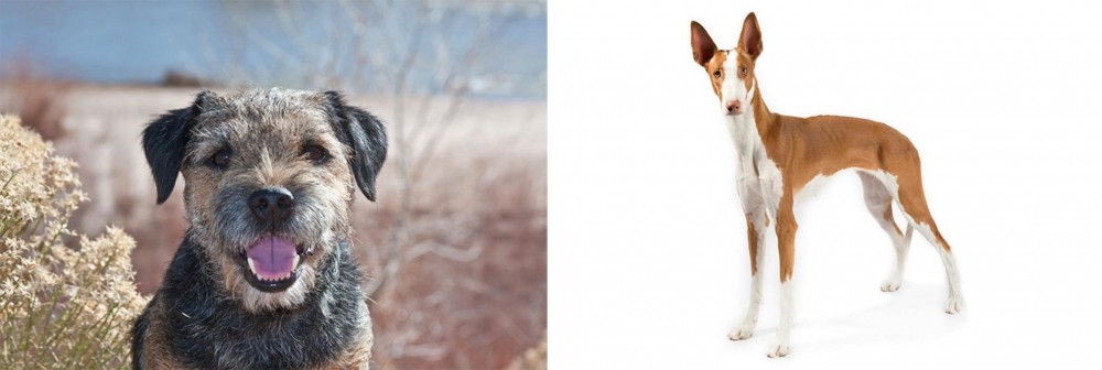 Ibizan Hound vs Border Terrier - Breed Comparison
