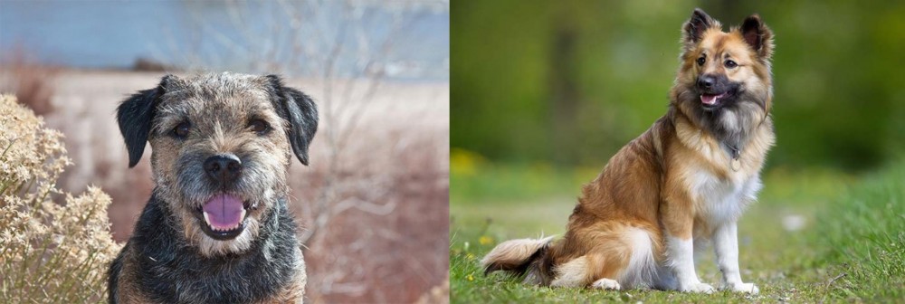 Icelandic Sheepdog vs Border Terrier - Breed Comparison