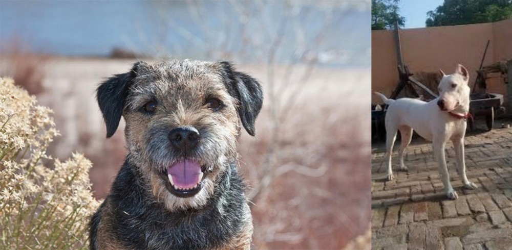 Indian Bull Terrier vs Border Terrier - Breed Comparison