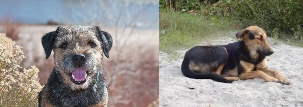Indian Pariah Dog vs Border Terrier - Breed Comparison