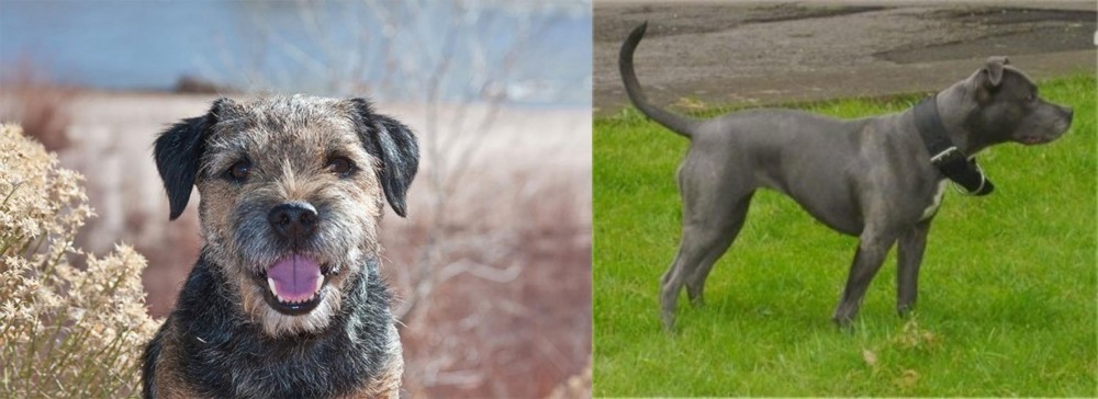 Irish Bull Terrier vs Border Terrier - Breed Comparison