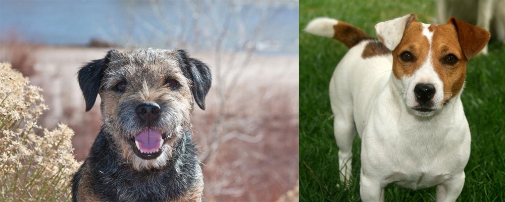 Irish Jack Russell vs Border Terrier - Breed Comparison