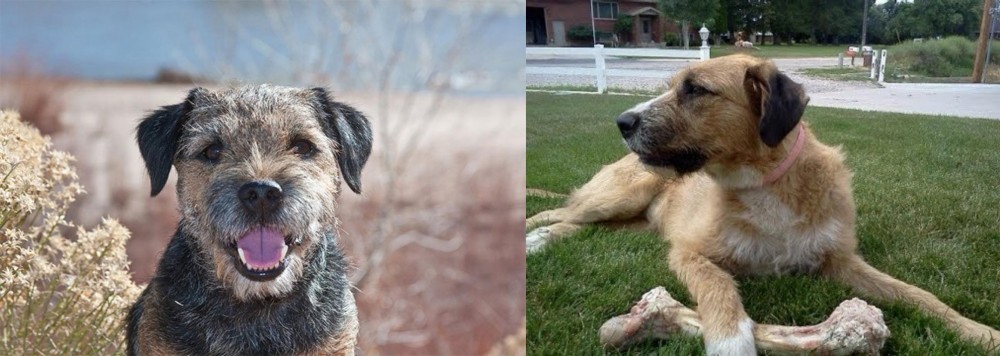 Irish Mastiff Hound vs Border Terrier - Breed Comparison