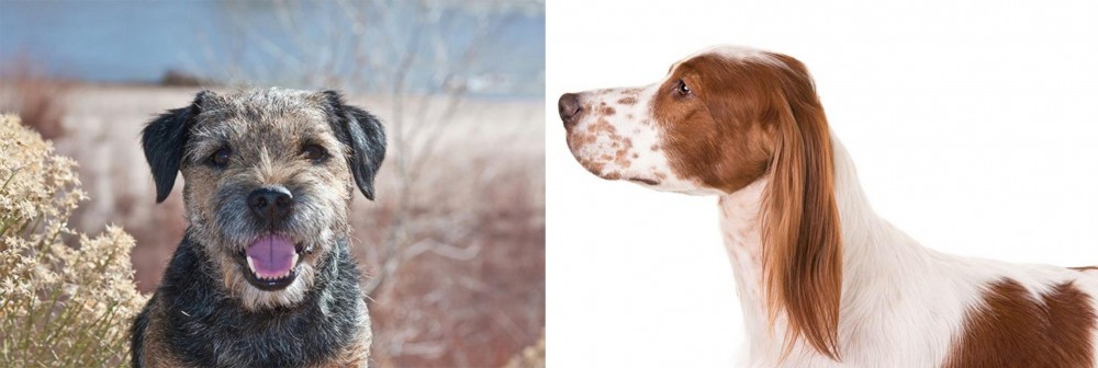 Irish Red and White Setter vs Border Terrier - Breed Comparison