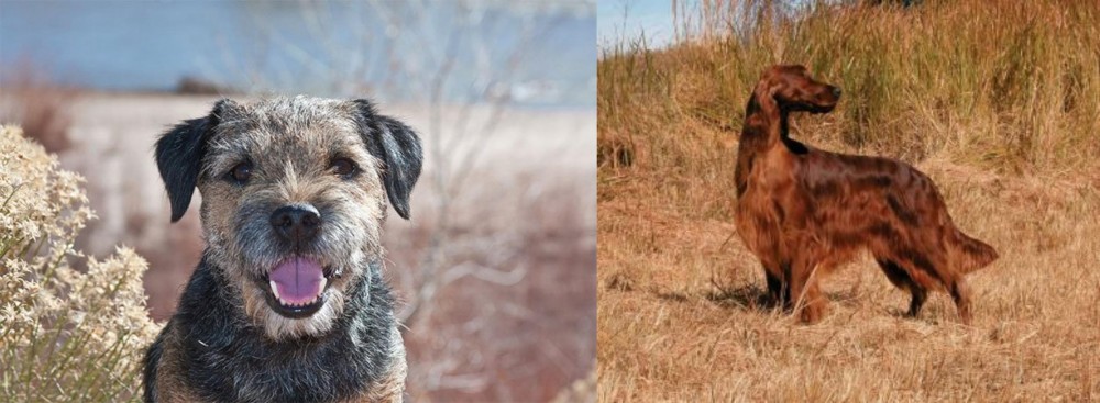 Irish Setter vs Border Terrier - Breed Comparison