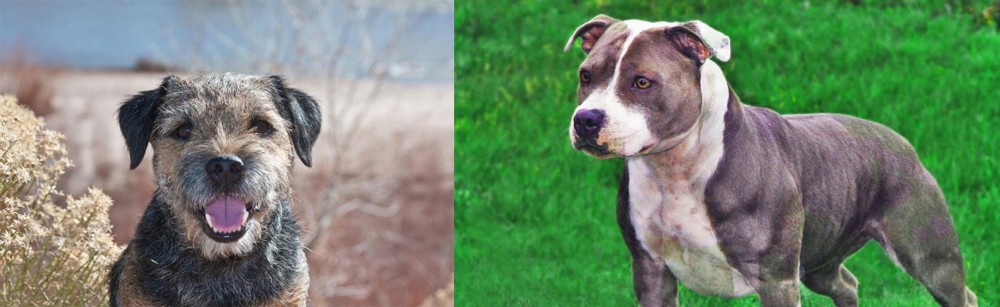 Irish Staffordshire Bull Terrier vs Border Terrier - Breed Comparison