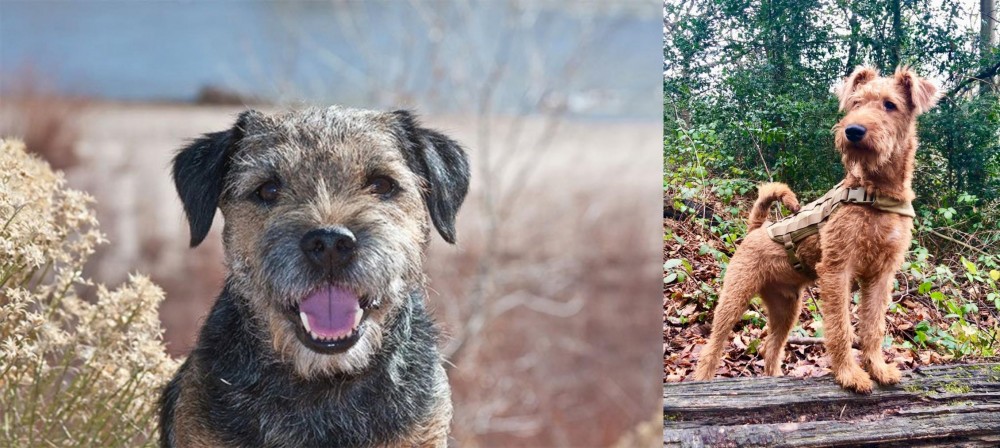 Irish Terrier vs Border Terrier - Breed Comparison