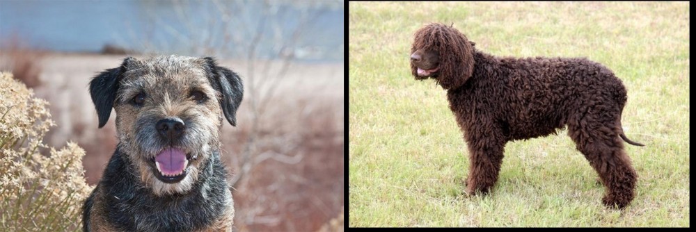 Irish Water Spaniel vs Border Terrier - Breed Comparison