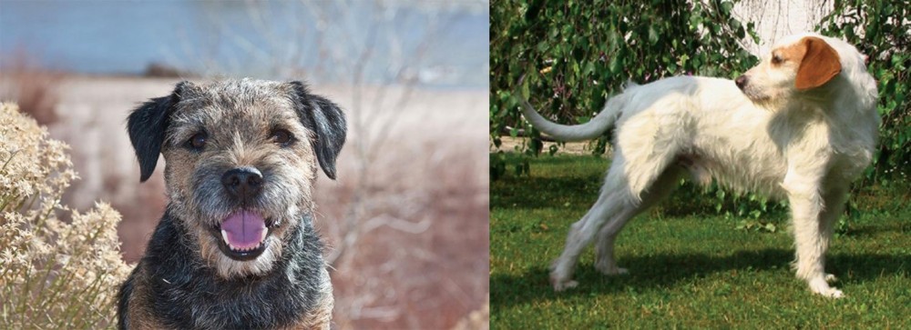 Istarski Ostrodlaki Gonic vs Border Terrier - Breed Comparison