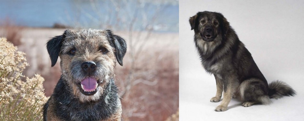 Istrian Sheepdog vs Border Terrier - Breed Comparison
