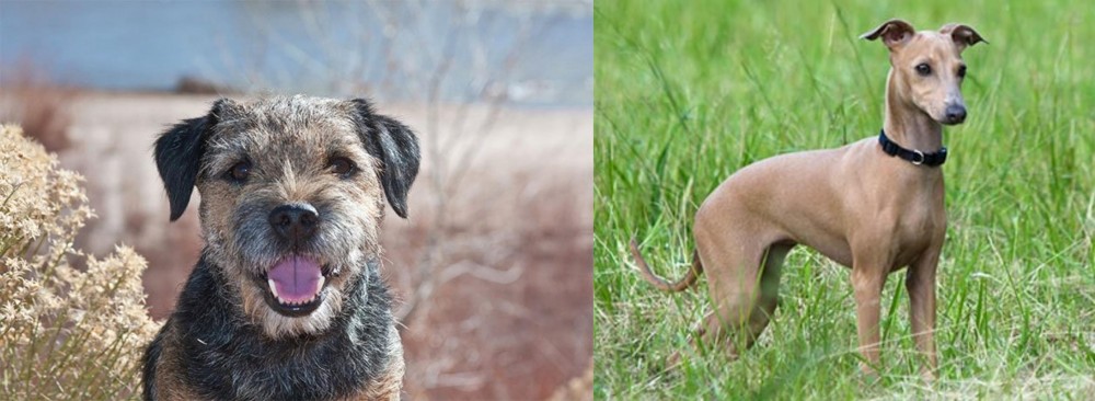 Italian Greyhound vs Border Terrier - Breed Comparison