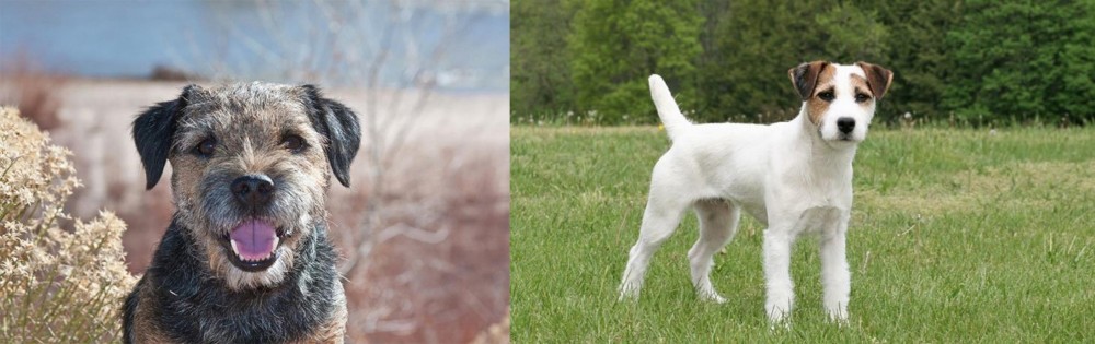 Jack Russell Terrier vs Border Terrier - Breed Comparison