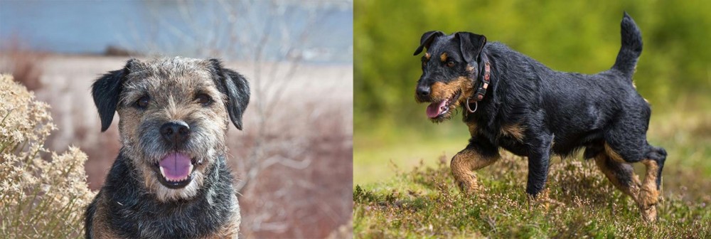 Jagdterrier vs Border Terrier - Breed Comparison