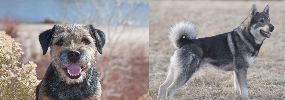 Jamthund vs Border Terrier - Breed Comparison