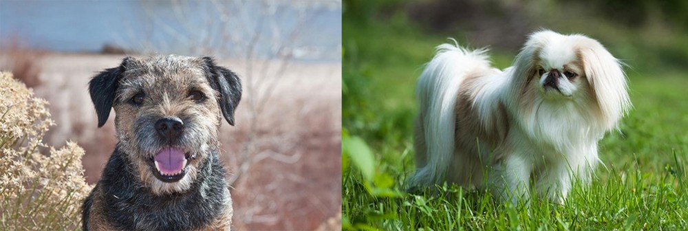 Japanese Chin vs Border Terrier - Breed Comparison