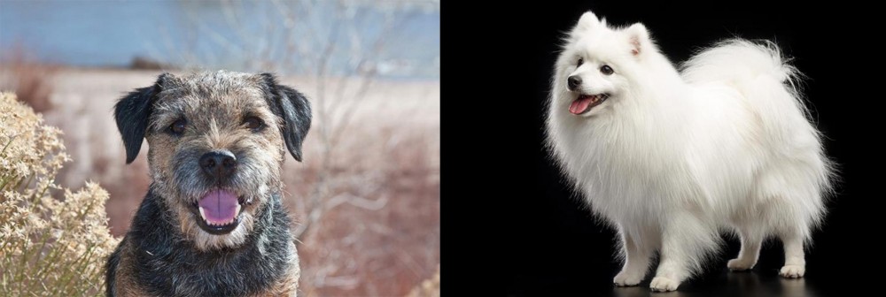 Japanese Spitz vs Border Terrier - Breed Comparison