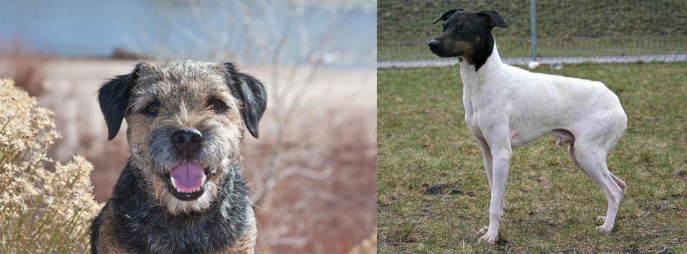 Japanese Terrier vs Border Terrier - Breed Comparison