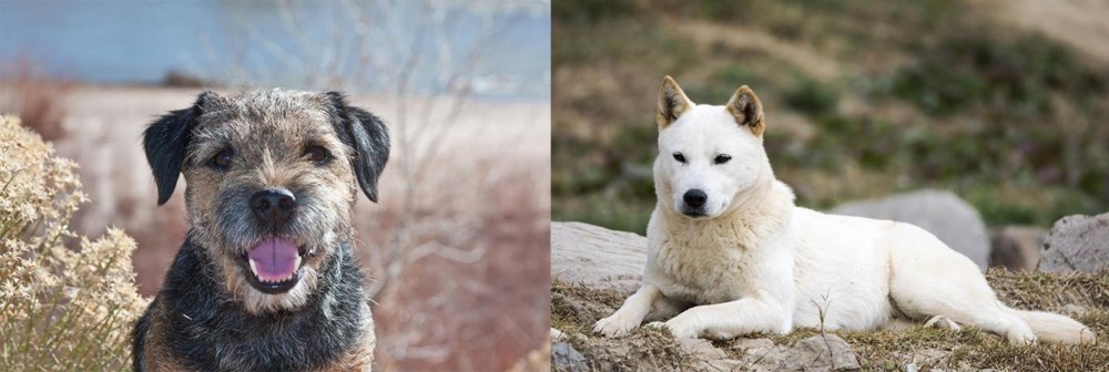 Jindo vs Border Terrier - Breed Comparison