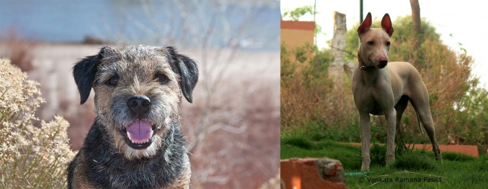 Jonangi vs Border Terrier - Breed Comparison
