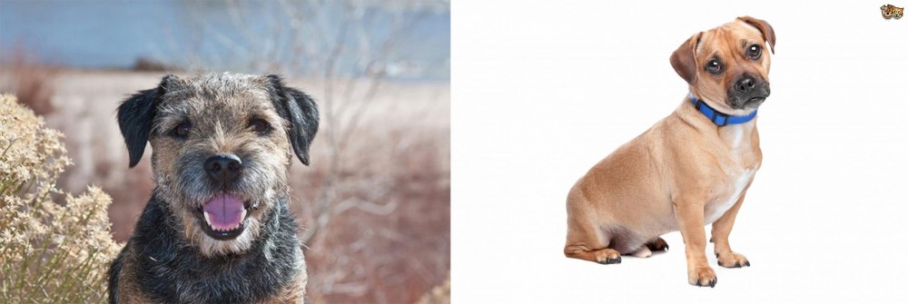 Jug vs Border Terrier - Breed Comparison