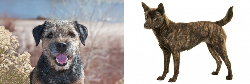Kai Ken vs Border Terrier - Breed Comparison