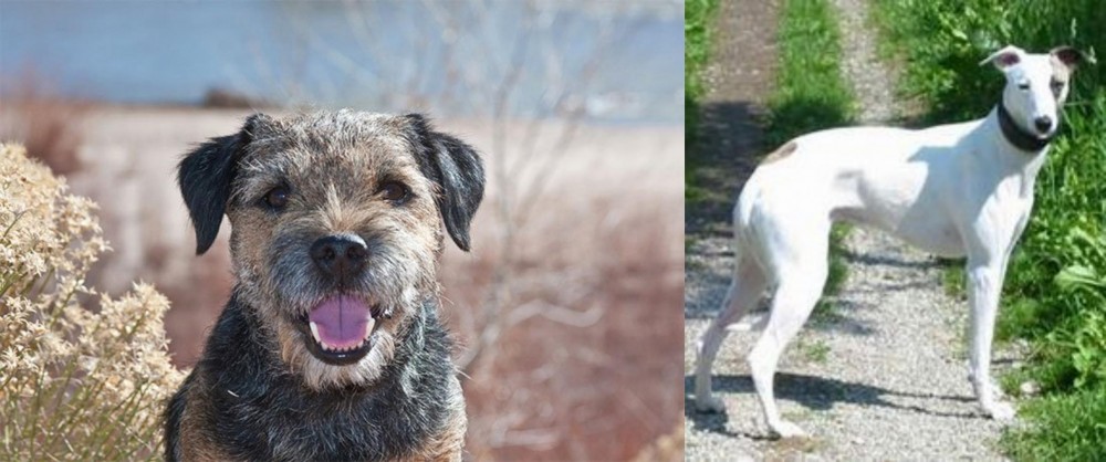 Kaikadi vs Border Terrier - Breed Comparison