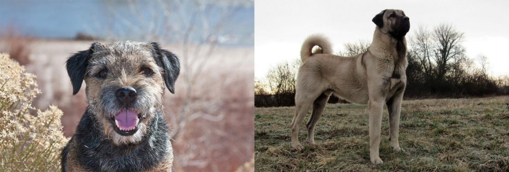Kangal Dog vs Border Terrier - Breed Comparison