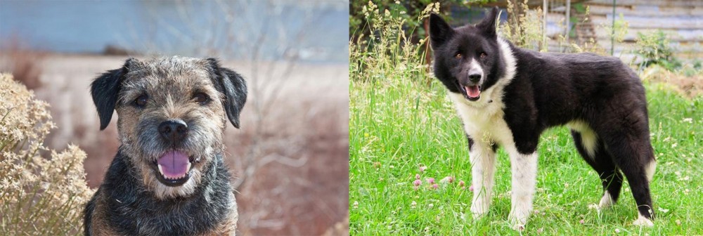 Karelian Bear Dog vs Border Terrier - Breed Comparison