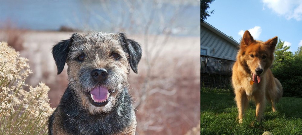 Karelo-Finnish Laika vs Border Terrier - Breed Comparison
