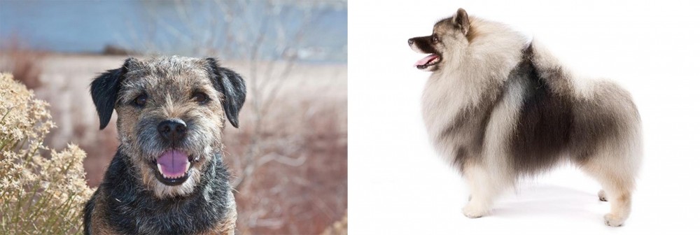 Keeshond vs Border Terrier - Breed Comparison