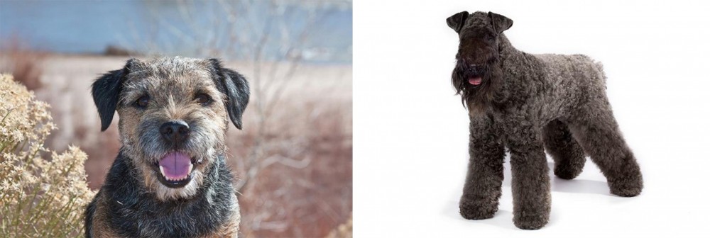 Kerry Blue Terrier vs Border Terrier - Breed Comparison