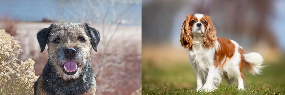 King Charles Spaniel vs Border Terrier - Breed Comparison