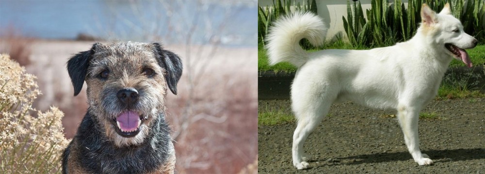 Kintamani vs Border Terrier - Breed Comparison