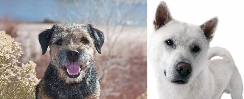 Kishu vs Border Terrier - Breed Comparison