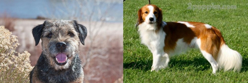 Kooikerhondje vs Border Terrier - Breed Comparison