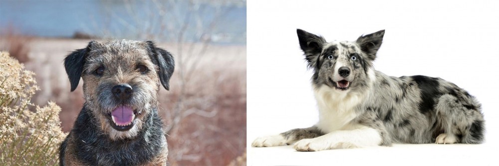 Koolie vs Border Terrier - Breed Comparison