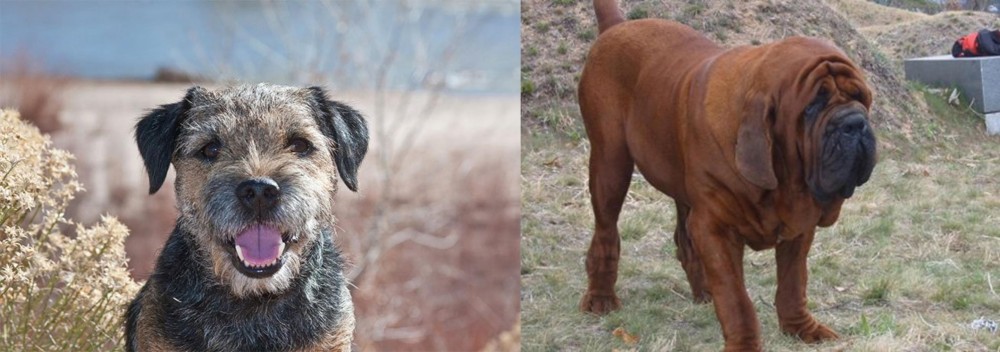 Korean Mastiff vs Border Terrier - Breed Comparison