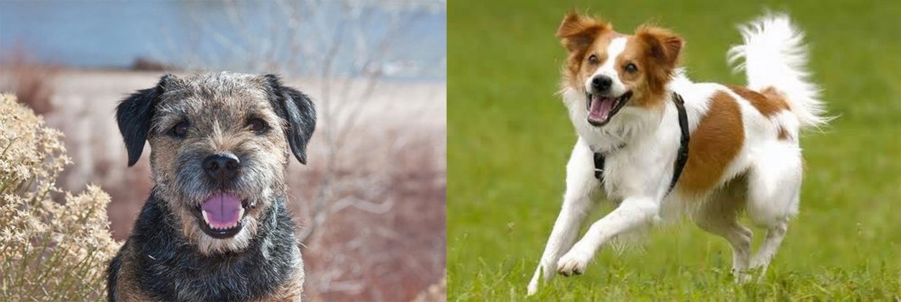 Kromfohrlander vs Border Terrier - Breed Comparison