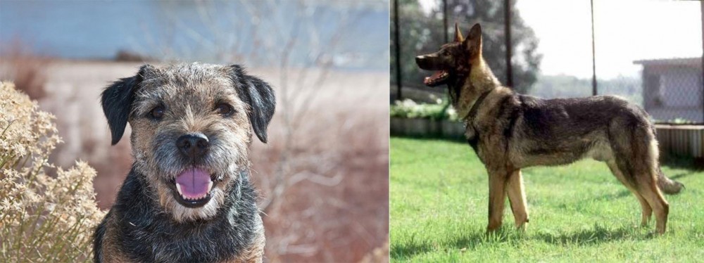 Kunming Dog vs Border Terrier - Breed Comparison