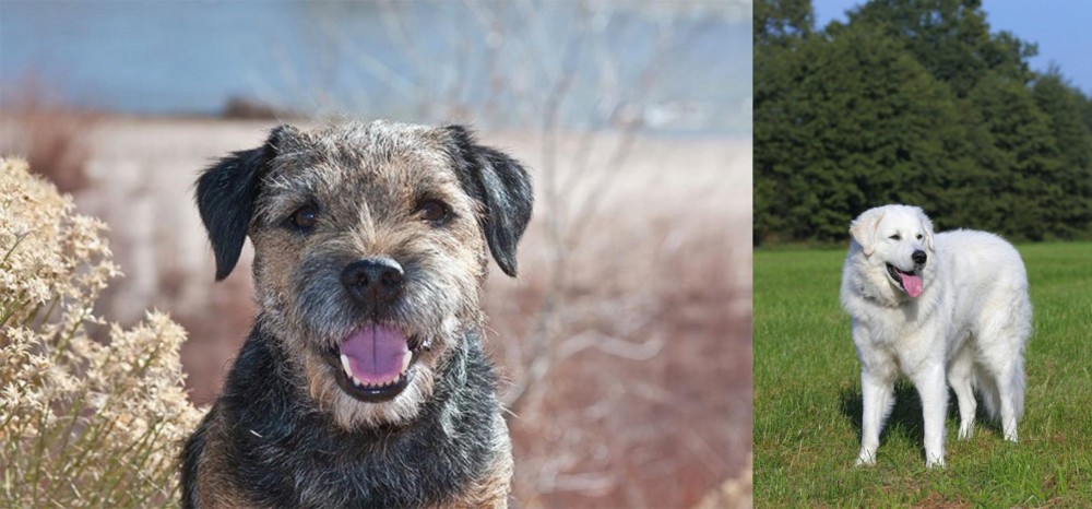 Kuvasz vs Border Terrier - Breed Comparison