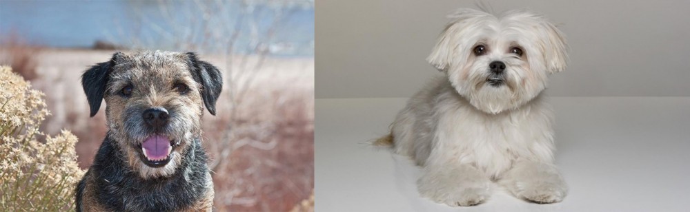 Kyi-Leo vs Border Terrier - Breed Comparison