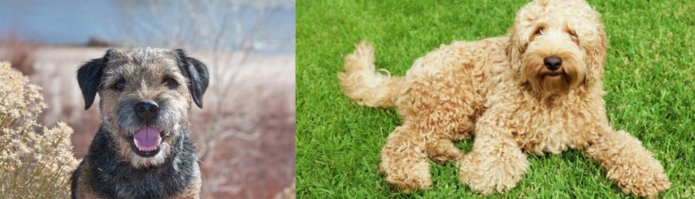 Labradoodle vs Border Terrier - Breed Comparison