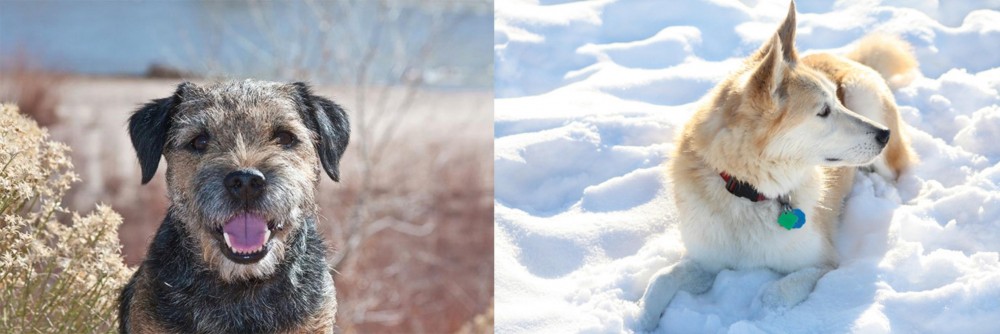 Labrador Husky vs Border Terrier - Breed Comparison