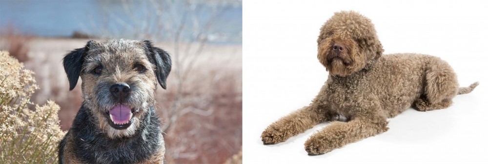 Lagotto Romagnolo vs Border Terrier - Breed Comparison