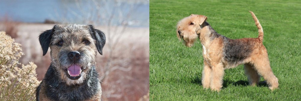 Lakeland Terrier vs Border Terrier - Breed Comparison