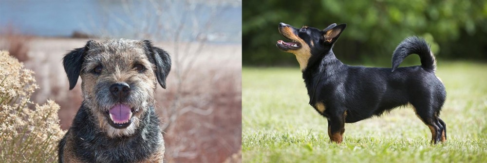 Lancashire Heeler vs Border Terrier - Breed Comparison