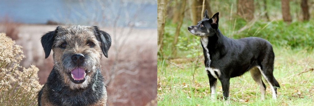 Lapponian Herder vs Border Terrier - Breed Comparison