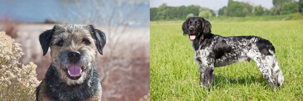 Large Munsterlander vs Border Terrier - Breed Comparison